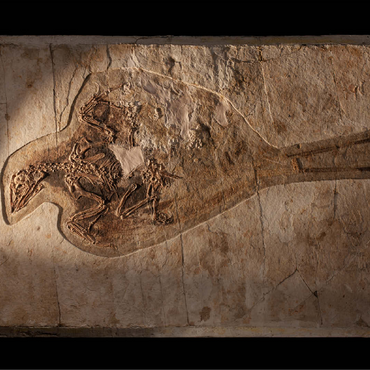 Confuciusorinis 100 Jigsaw Puzzle 3D Modell