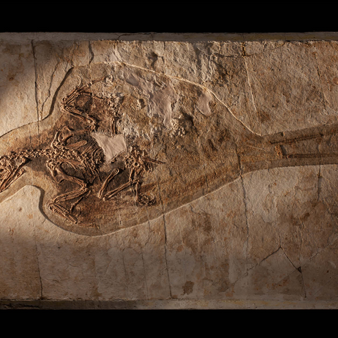 Confuciusorinis 500 Jigsaw Puzzle 3D Modell