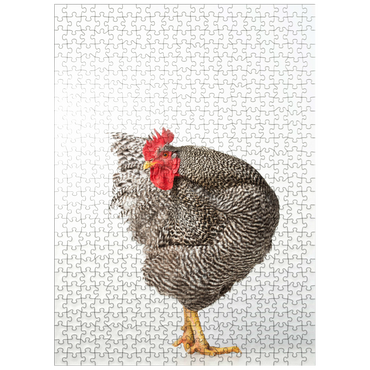 puzzleplate Barred Rock Chicken 500 Jigsaw Puzzle