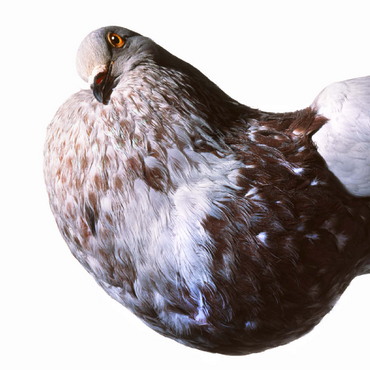 English Pouter (Puffer Pigeon) 100 Jigsaw Puzzle 3D Modell
