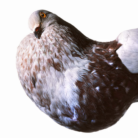 English Pouter (Puffer Pigeon) 100 Jigsaw Puzzle 3D Modell