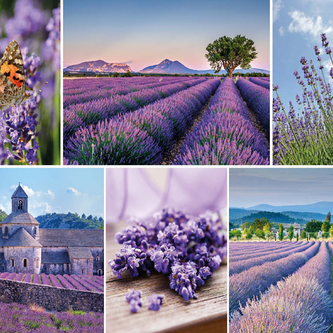 Lavender fields in Provence near Valensole 100 Jigsaw Puzzle 3D Modell