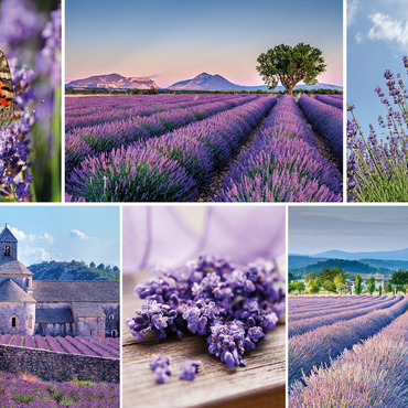 Lavender fields in Provence near Valensole 500 Jigsaw Puzzle 3D Modell