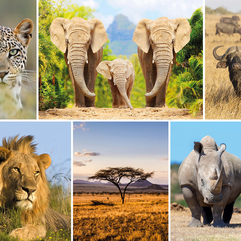 Africa Safari - Lion, Elephant, Leopard, Rhino, Buffalo 500 Jigsaw Puzzle 3D Modell