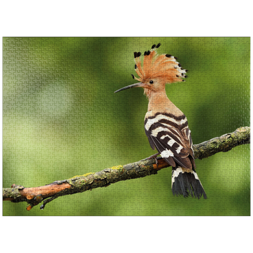 puzzleplate Hoopoe - Bird of the Year 2022 1000 Jigsaw Puzzle