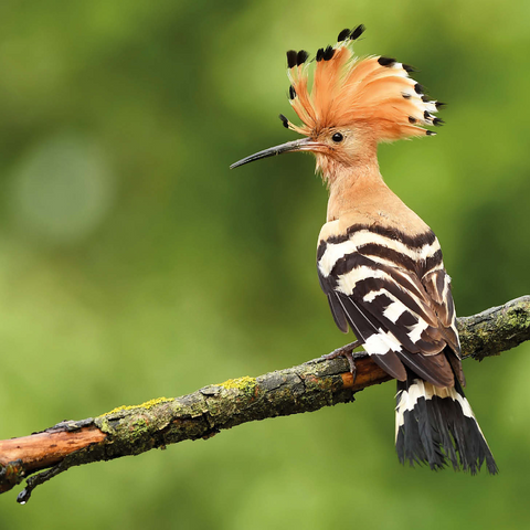 Hoopoe - Bird of the Year 2022 1000 Jigsaw Puzzle 3D Modell