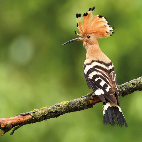 Hoopoe - Bird of the Year 2022 100 Jigsaw Puzzle 3D Modell