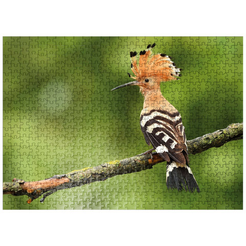 puzzleplate Hoopoe - Bird of the Year 2022 500 Jigsaw Puzzle