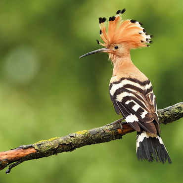 Hoopoe - Bird of the Year 2022 500 Jigsaw Puzzle 3D Modell