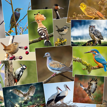 Birds of the Year - Collage No.1 - Germany 1000 Jigsaw Puzzle 3D Modell