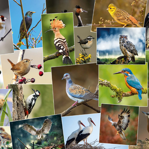 Birds of the Year - Collage No.1 - Germany 100 Jigsaw Puzzle 3D Modell