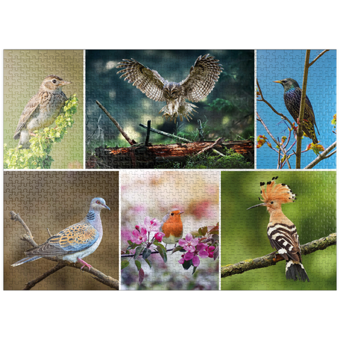 puzzleplate Birds of the Year - Collage No.2 - Deutschalnd 1000 Jigsaw Puzzle