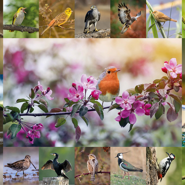 Birds of the year - Collage No.4 - Main subject: robin 1000 Jigsaw Puzzle 3D Modell