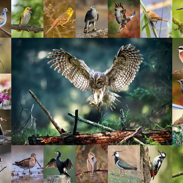 Birds of the Year - Collage No.5 - Main Motif: Tawny Owl 100 Jigsaw Puzzle 3D Modell