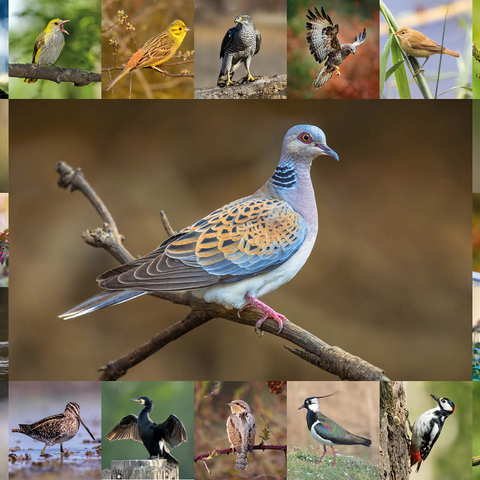 Birds of the Year - Collage No.6 - Main Motif: Turtle Dove 1000 Jigsaw Puzzle 3D Modell