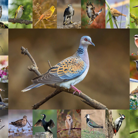 Birds of the Year - Collage No.6 - Main Motif: Turtle Dove 100 Jigsaw Puzzle 3D Modell