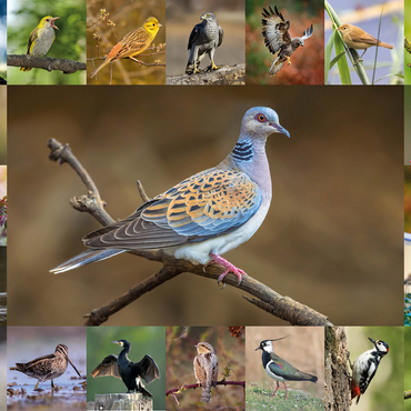 Birds of the Year - Collage No.6 - Main Motif: Turtle Dove 500 Jigsaw Puzzle 3D Modell
