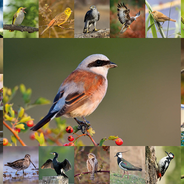 Birds of the year - Collage No.7 - Main subject: Red-backed Shrike 1000 Jigsaw Puzzle 3D Modell