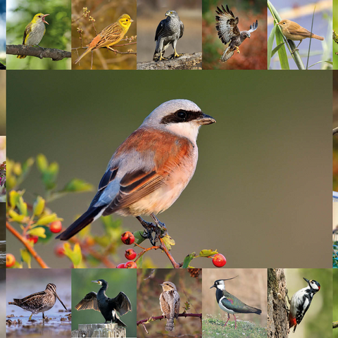 Birds of the year - Collage No.7 - Main subject: Red-backed Shrike 1000 Jigsaw Puzzle 3D Modell