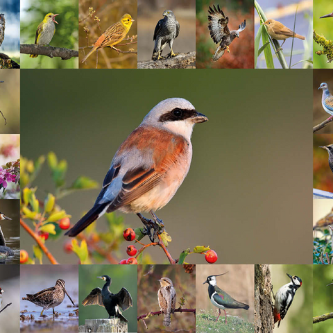 Birds of the year - Collage No.7 - Main subject: Red-backed Shrike 100 Jigsaw Puzzle 3D Modell