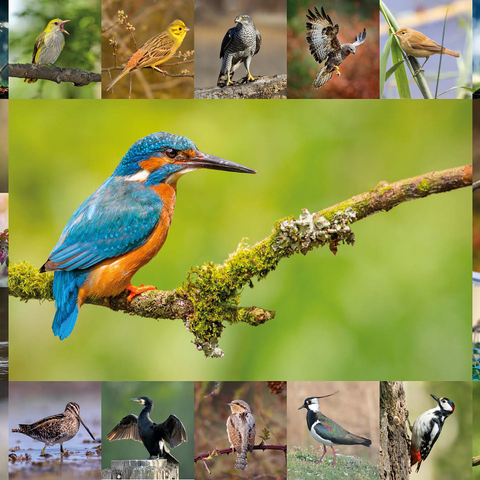 Birds of the Year - Collage No.8 Main subject: Kingfisher 1000 Jigsaw Puzzle 3D Modell