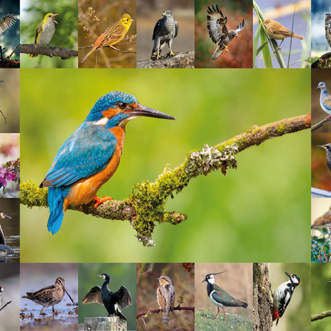Birds of the Year - Collage No.8 Main subject: Kingfisher 100 Jigsaw Puzzle 3D Modell