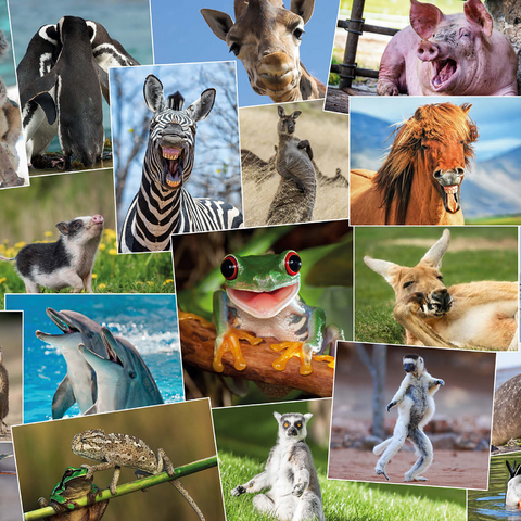 Funny animals - Collage No. 2 1000 Jigsaw Puzzle 3D Modell