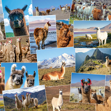 Llamas and alpacas - Collage No. 2 1000 Jigsaw Puzzle 3D Modell