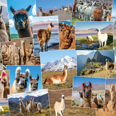 Llamas and alpacas - Collage No. 2 100 Jigsaw Puzzle 3D Modell