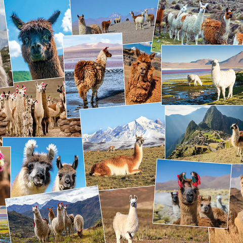Llamas and alpacas - Collage No. 2 500 Jigsaw Puzzle 3D Modell