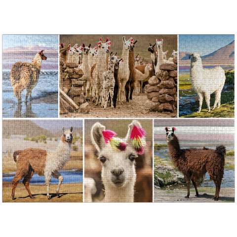 puzzleplate Llamas and alpacas - Collage No. 3 1000 Jigsaw Puzzle