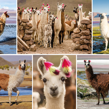 Llamas and alpacas - Collage No. 3 1000 Jigsaw Puzzle 3D Modell