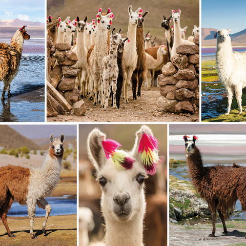 Llamas and alpacas - Collage No. 3 100 Jigsaw Puzzle 3D Modell