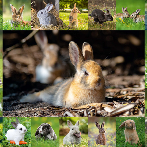 Bunnies & Rabbits - Collage No. 4 500 Jigsaw Puzzle 3D Modell