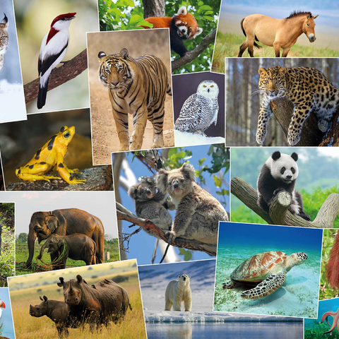 Endangered species - Collage No. 1 1000 Jigsaw Puzzle 3D Modell