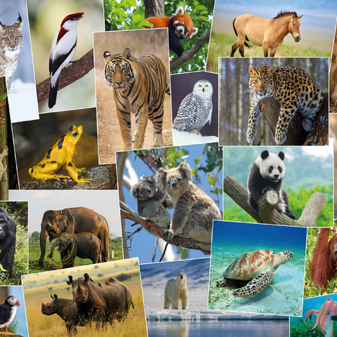 Endangered species - Collage No. 1 100 Jigsaw Puzzle 3D Modell